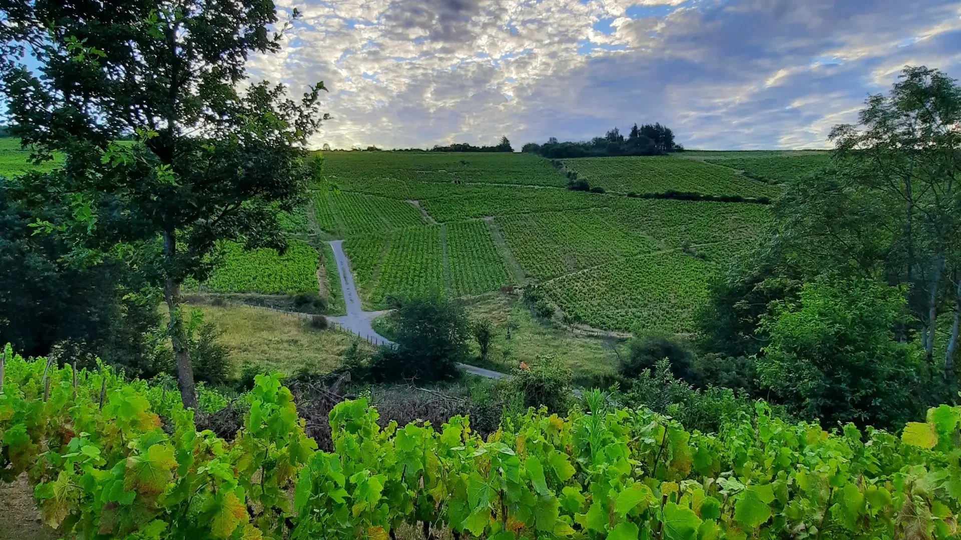 Domaine Gilles Paris 1 webp 5